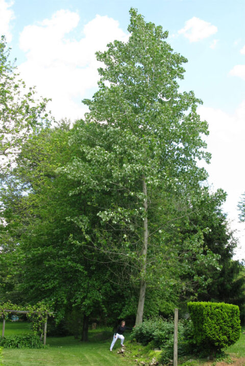 hybrid-poplar-uses-hybrid-poplar-trees